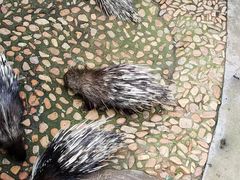 -西霞口神雕山野生动物世界