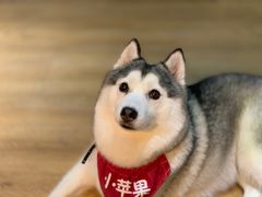 -Husky Go! 哈士奇体验馆·宠物咖啡厅狗咖
