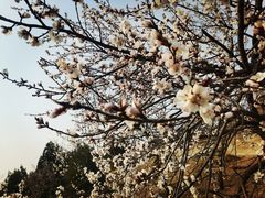 -白水寺森林公园