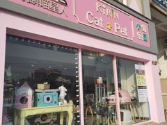 -70cat德文卷毛猫·缅因猫纯种猫舍