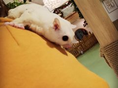 -藦茜花园宠物主题亲子互动体验馆(国顺东路店)