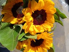 -循礼门鲜花花市(武汉循礼门店)