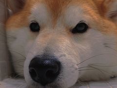 -柴务处·柴犬主题狗咖