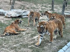 -北京野生动物园
