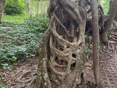 -中国科学院西双版纳热带植物园