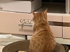 -瑞鹏宠物医院·猫科·宠保定点(梅溪湖分院)