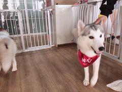 -Husky Go! 哈士奇体验馆·宠物咖啡厅狗咖