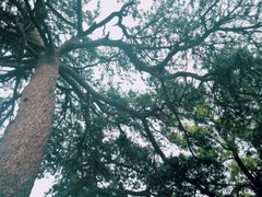 -阳台山自然风景区