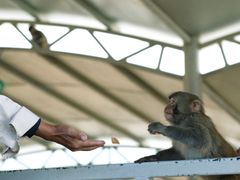 -西霞口神雕山野生动物世界