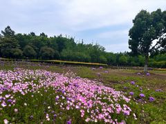 -阳澄湖半岛旅游度假区
