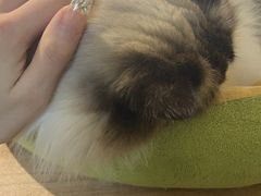 -Meowの猫咖(万家丽店)