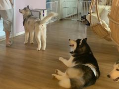-Husky Go! 哈士奇体验馆·宠物咖啡厅狗咖