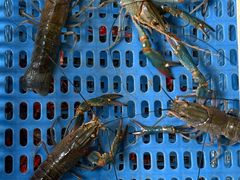 -江味龙虾馆·裸蓝龙虾(南山店)