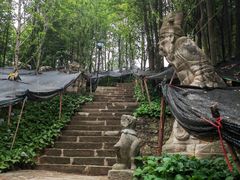 -南山植物园