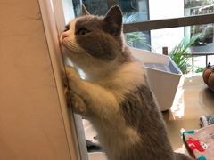 -猫大福·Fortune Cat猫舍(百子湾店)