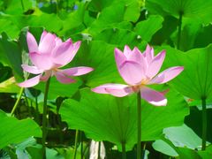 -莲花池公园