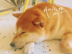 -喜柴咖啡·柴犬狗咖