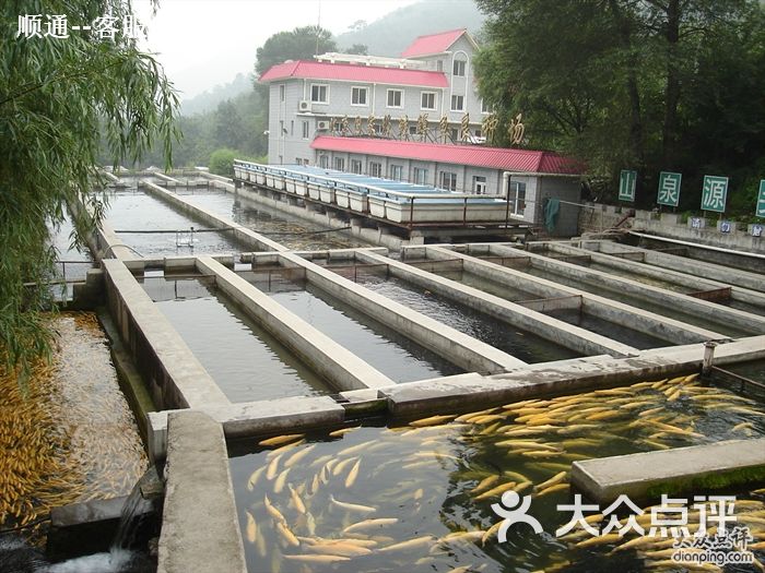 顺通虹鳟鱼养殖中心照片 023图片-北京北京菜-大众点评网