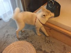 -云里小坐·小院里·团建·宴请·下午茶(三圣乡店)