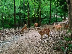 -清迈夜间动物园