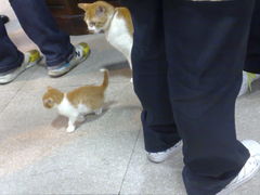 猫咪-春和面馆(常德路店)