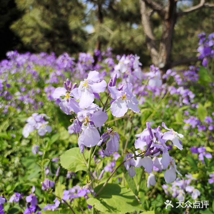 在海拉尔蒙古包品尝地道蒙古美食的独特体验