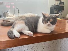 -有猫主题·治愈系猫咖(曾厝垵店)