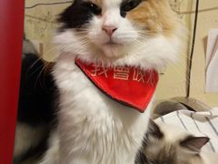 -猫色咖啡·猫咖