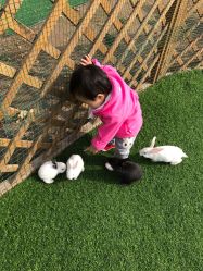 -萌宠亲子动物乐园(槐房万达店)