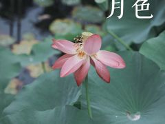 -大宁公园