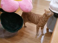-滚猫咖啡·猫咖·猫友好撸猫(未来城店)