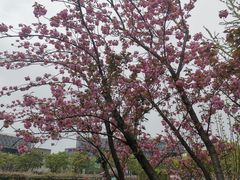-嘉定紫藤园