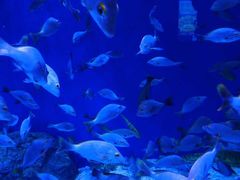 -成都浩海立方海洋公园