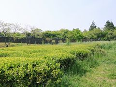 -雪绿茶博物馆