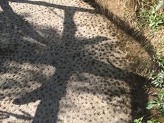 -花岩国家森林公园