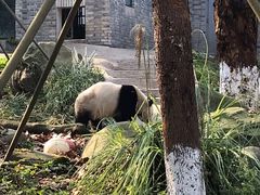 -都江堰中华大熊猫苑