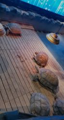 -未来动物城动物主题公园(大悦城店)