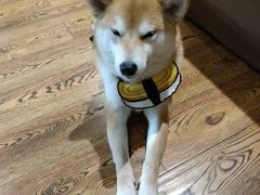 -柴务处·柴犬主题狗咖