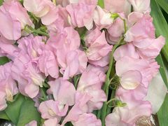 -循礼门鲜花花市(武汉循礼门店)