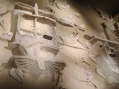 -洛阳周王城天子驾六博物馆