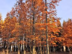 -池杉湖湿地公园