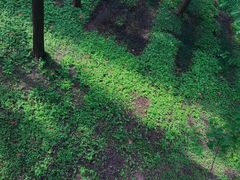 -黄海国家森林公园