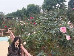 -百万葵园