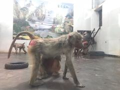 -西安秦岭野生动物园