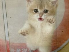 -青奢宠物·青奢猫舍