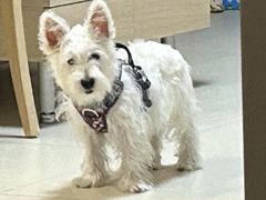 -美联众合动物医院·24h转诊中心