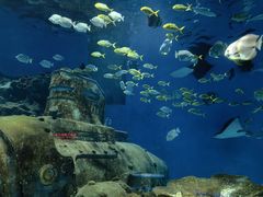 -海合安武汉极地海洋公园