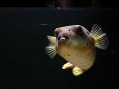 -暹罗海洋世界