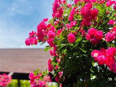 -上海滨江森林公园