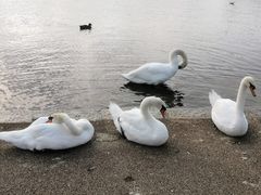景点-海德公园